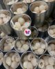 CANNED LYCHEE FRUIT FROM VIETNAM FOR DESSERT MAKERS SMOOTHIE BRANDS AND FOOD INDUSTRY DISTRIBUTORS EXPORT