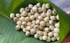 ALL NATURAL LOTUS SEED FROM VIETNAM FOR READY TO EAT HEALTHY SNACKS HERBAL DRINKS AND B2B WHOLESALE BUYERS
