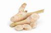 ALL NATURAL FRESH GALANGAL ROOT PREMIUM GRADE PLANT BASED SPICE FOR IMMUNE BOOST AND CLEAN LABEL WELLNESS INGREDIENT