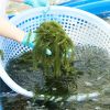 GREEN OCEAN JEWELS SEA GRAPE / CLEAN ENERGY / VEGAN SUPERFOOD