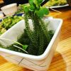 GREEN OCEAN JEWELS SEA GRAPE / CLEAN ENERGY / VEGAN SUPERFOOD