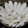 CUTTLEFISH BONE POWDER...