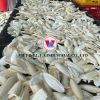 WILD HARVESTED OCEAN C...