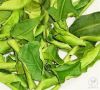 PURE DRIED LIME LEAVES...