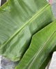 BANANA LEAVES WITH NO ADDITIVES FOR CLEAN FOOD SERVICE