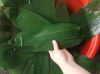 PURE GREEN BAMBOO LEAV...