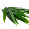 ECO PURE BAMBOO LEAVES...