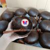 BIODEGRADABLE COCONUT ...