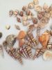 NATURAL SEA SHELLS BAT...