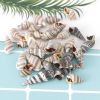 100% NATURAL BATILLARIA ZONALIS SHELLS / MARINE GRADE / DRIED AND CLEANED / EXPORT BULK PACKING