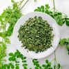 ORGANIC DRIED MORINGA ...