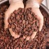 DRIED CACAO BEANS | VI...