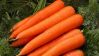 CLEAN LABEL FROZEN CARROT STRIPS NON GMO RICH IN FIBER AND VITAMINS FOR IMMUNE BOOSTING MEALS