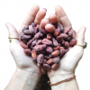 NATURAL DRIED CACAO BE...