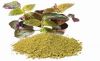 NATURAL PERILLA LEAF P...