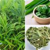 PREMIUM FROZEN PANDAN ...