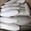 DRIED CUTTLEFISH BONE ...