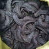 100% NATURAL DRIED GLEDITSIA PODS RICH IN SAPONINS FOR HERBAL CLEANSING AND ORGANIC HAIR PRODUCTS
