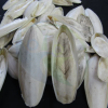 PREMIUM GRADE CUTTLEBO...
