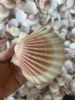 TOP SALES SCALLOP SHEL...