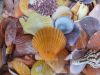 WHOLESALE BULK SCALLOP...