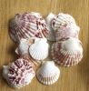 TOP SALES SCALLOP SHEL...