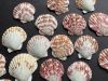 SCALLOP SHELL PREMIUM ...