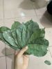 FRESHLY HARVESTED AND ...