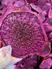 DRIED DRAGON FRUIT PRE...