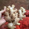 FROZEN GINGER WHOLESAL...