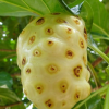 MORINDA CITRIFOLIA | D...
