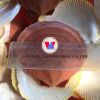 DRIED SCALLOP SHELLS B...
