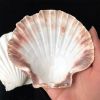 NATURAL SCALLOP SHELLS...