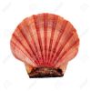 SCALLOP SHELLS FOR CRA...