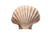 PREMIUM SCALLOP SHELLS...