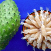 NATURAL SOURSOP FRUIT ...