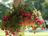 ORGANIC COCO POTS SUST...