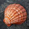 HIGH QUALITY SCALLOP S...