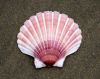 WHOLESALE SCALLOP SHEL...