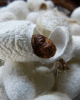 TOP QUALITY SILK COCOO...