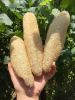 MULTIPURPOSE LOOFAH SP...