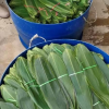 CLEAN DRIED BAMBOO LEA...
