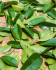 DRIED SOURSOP LEAVES -...