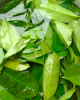 HIGH-QUALITY DRIED SOU...