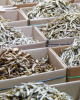 PREMIUM DRIED ANCHOVY ...