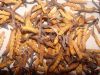 Super A+ Dried Cordyceps sinensis / Yasargumba / Caterpillar Fungus