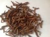 Super A+ Dried Cordyceps sinensis / Yasargumba / Caterpillar Fungus