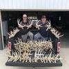 Red Deer Antlers | Fallow deer Antlers | Roe deer antlers