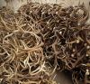 Red Deer Antlers | Fallow deer Antlers | Roe deer antlers