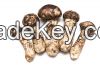 Matsutake mushroom (pi...